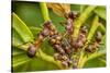 Northern hairy wood ant workers 'milking' aphids for honeydew-Alex Hyde-Stretched Canvas