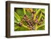 Northern hairy wood ant workers 'milking' aphids for honeydew-Alex Hyde-Framed Photographic Print