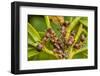 Northern hairy wood ant workers 'milking' aphids for honeydew-Alex Hyde-Framed Photographic Print