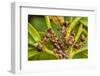 Northern hairy wood ant workers 'milking' aphids for honeydew-Alex Hyde-Framed Photographic Print