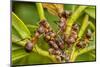 Northern hairy wood ant workers 'milking' aphids for honeydew-Alex Hyde-Mounted Photographic Print