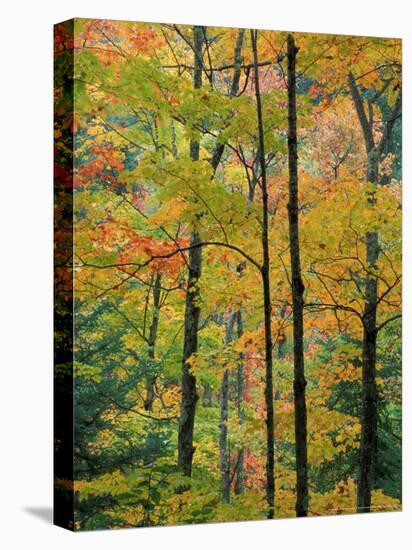 Northern Hardwood Forest in Fall, Green Mountain National Forest, Vermont, USA-Jerry & Marcy Monkman-Stretched Canvas