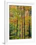 Northern Hardwood Forest in Fall, Green Mountain National Forest, Vermont, USA-Jerry & Marcy Monkman-Framed Premium Photographic Print