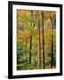 Northern Hardwood Forest in Fall, Green Mountain National Forest, Vermont, USA-Jerry & Marcy Monkman-Framed Premium Photographic Print