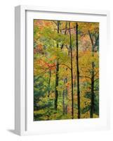 Northern Hardwood Forest in Fall, Green Mountain National Forest, Vermont, USA-Jerry & Marcy Monkman-Framed Photographic Print