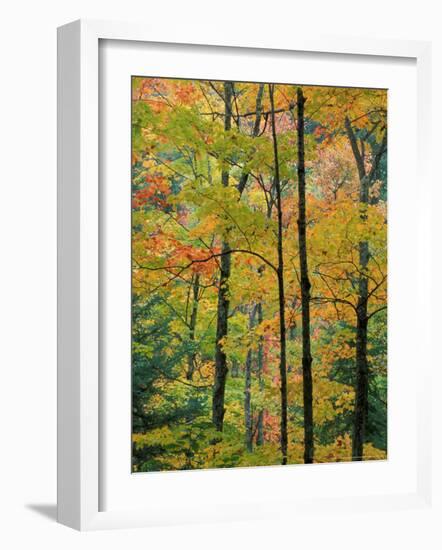 Northern Hardwood Forest in Fall, Green Mountain National Forest, Vermont, USA-Jerry & Marcy Monkman-Framed Photographic Print