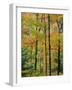 Northern Hardwood Forest in Fall, Green Mountain National Forest, Vermont, USA-Jerry & Marcy Monkman-Framed Photographic Print