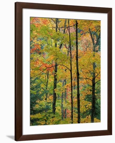 Northern Hardwood Forest in Fall, Green Mountain National Forest, Vermont, USA-Jerry & Marcy Monkman-Framed Photographic Print