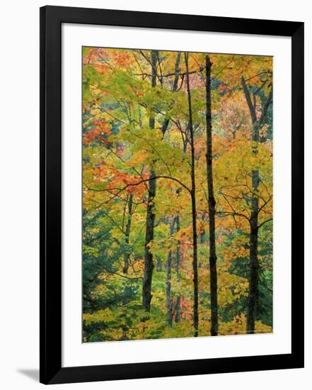 Northern Hardwood Forest in Fall, Green Mountain National Forest, Vermont, USA-Jerry & Marcy Monkman-Framed Photographic Print