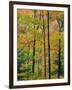Northern Hardwood Forest in Fall, Green Mountain National Forest, Vermont, USA-Jerry & Marcy Monkman-Framed Photographic Print