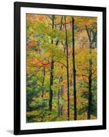 Northern Hardwood Forest in Fall, Green Mountain National Forest, Vermont, USA-Jerry & Marcy Monkman-Framed Photographic Print