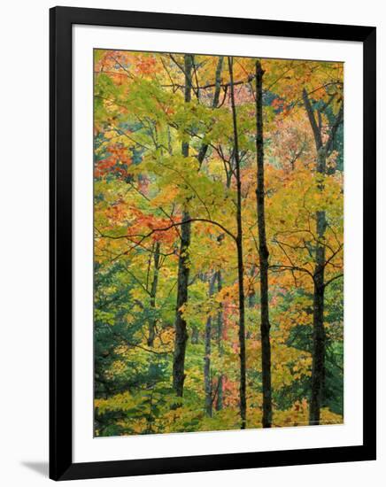 Northern Hardwood Forest in Fall, Green Mountain National Forest, Vermont, USA-Jerry & Marcy Monkman-Framed Photographic Print