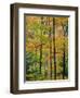 Northern Hardwood Forest in Fall, Green Mountain National Forest, Vermont, USA-Jerry & Marcy Monkman-Framed Photographic Print