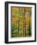 Northern Hardwood Forest in Fall, Green Mountain National Forest, Vermont, USA-Jerry & Marcy Monkman-Framed Photographic Print