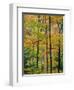 Northern Hardwood Forest in Fall, Green Mountain National Forest, Vermont, USA-Jerry & Marcy Monkman-Framed Photographic Print