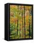 Northern Hardwood Forest in Fall, Green Mountain National Forest, Vermont, USA-Jerry & Marcy Monkman-Framed Stretched Canvas