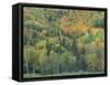 Northern Hardwood Forest in Fall, Maine, USA-Jerry & Marcy Monkman-Framed Stretched Canvas