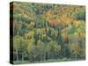 Northern Hardwood Forest in Fall, Maine, USA-Jerry & Marcy Monkman-Stretched Canvas
