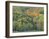 Northern Hardwood Forest in Fall, Maine, USA-Jerry & Marcy Monkman-Framed Photographic Print