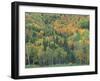 Northern Hardwood Forest in Fall, Maine, USA-Jerry & Marcy Monkman-Framed Photographic Print