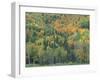 Northern Hardwood Forest in Fall, Maine, USA-Jerry & Marcy Monkman-Framed Photographic Print