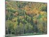 Northern Hardwood Forest in Fall, Maine, USA-Jerry & Marcy Monkman-Mounted Photographic Print