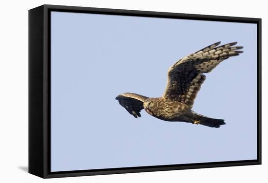 Northern Harrier in Flight-Hal Beral-Framed Stretched Canvas