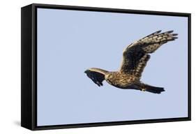 Northern Harrier in Flight-Hal Beral-Framed Stretched Canvas