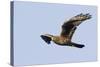 Northern Harrier in Flight-Hal Beral-Stretched Canvas