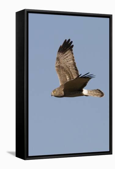 Northern Harrier in Flight-Hal Beral-Framed Stretched Canvas