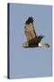 Northern Harrier in Flight-Hal Beral-Stretched Canvas