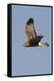 Northern Harrier in Flight-Hal Beral-Framed Stretched Canvas