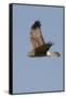 Northern Harrier in Flight-Hal Beral-Framed Stretched Canvas