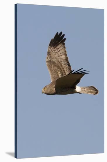 Northern Harrier in Flight-Hal Beral-Stretched Canvas