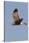 Northern Harrier in Flight-Hal Beral-Stretched Canvas