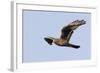 Northern Harrier in Flight-Hal Beral-Framed Photographic Print