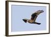 Northern Harrier in Flight-Hal Beral-Framed Photographic Print