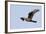 Northern Harrier in Flight-Hal Beral-Framed Photographic Print