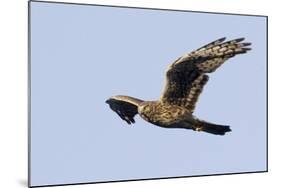 Northern Harrier in Flight-Hal Beral-Mounted Photographic Print