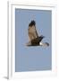 Northern Harrier in Flight-Hal Beral-Framed Photographic Print