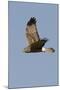 Northern Harrier in Flight-Hal Beral-Mounted Photographic Print