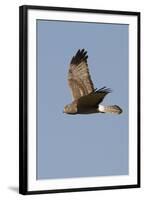 Northern Harrier in Flight-Hal Beral-Framed Photographic Print