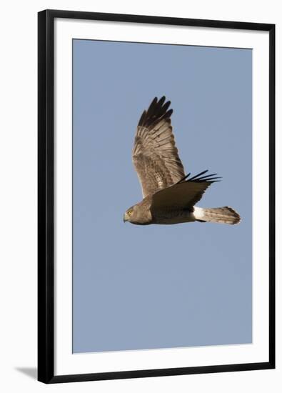 Northern Harrier in Flight-Hal Beral-Framed Photographic Print