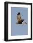 Northern Harrier in Flight-Hal Beral-Framed Photographic Print