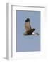 Northern Harrier in Flight-Hal Beral-Framed Photographic Print