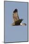 Northern Harrier in Flight-Hal Beral-Mounted Photographic Print