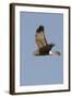 Northern Harrier in Flight-Hal Beral-Framed Photographic Print