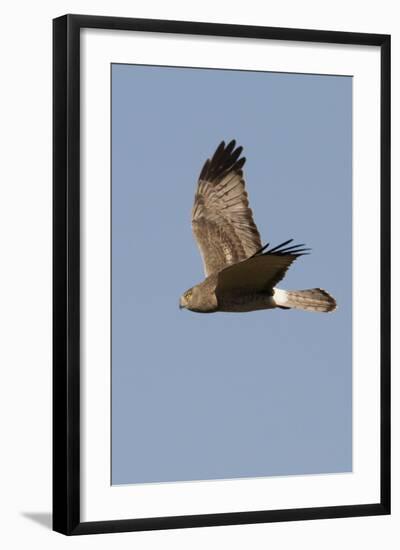 Northern Harrier in Flight-Hal Beral-Framed Photographic Print