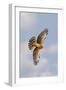 Northern Harrier in Flight-null-Framed Photographic Print