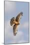 Northern Harrier in Flight-null-Mounted Photographic Print